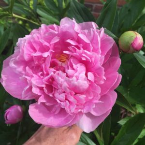 Photo Test Post #1Peony