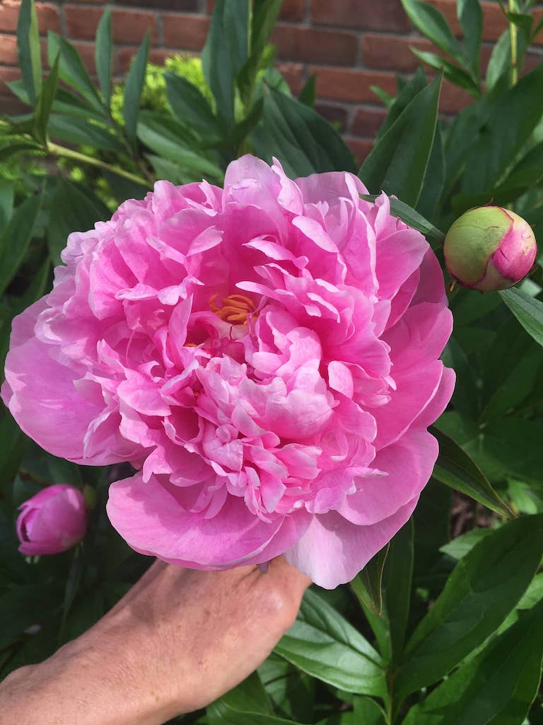 You are currently viewing Photo Test Post #1Peony